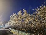 杏树