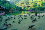 孔雀卡纳塔 