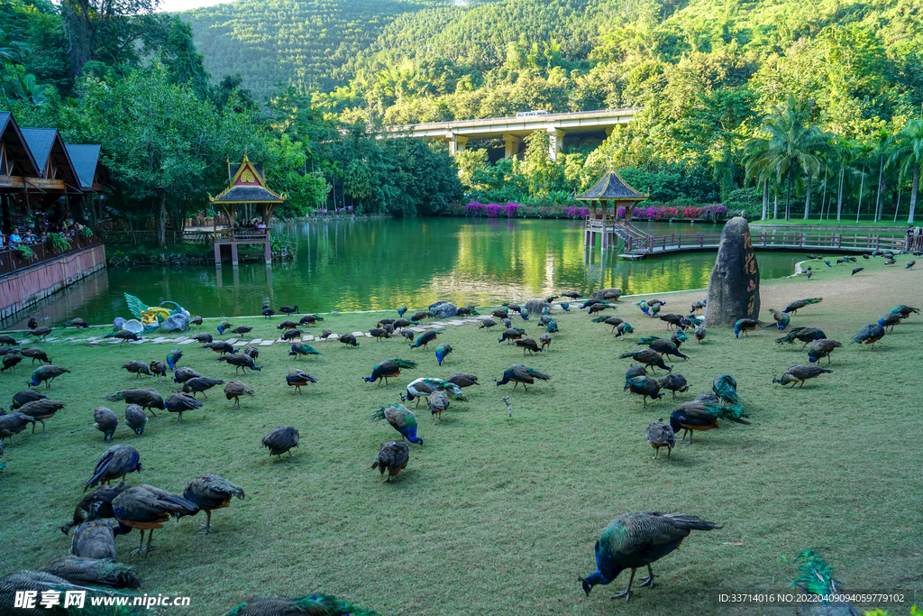 孔雀卡纳塔 