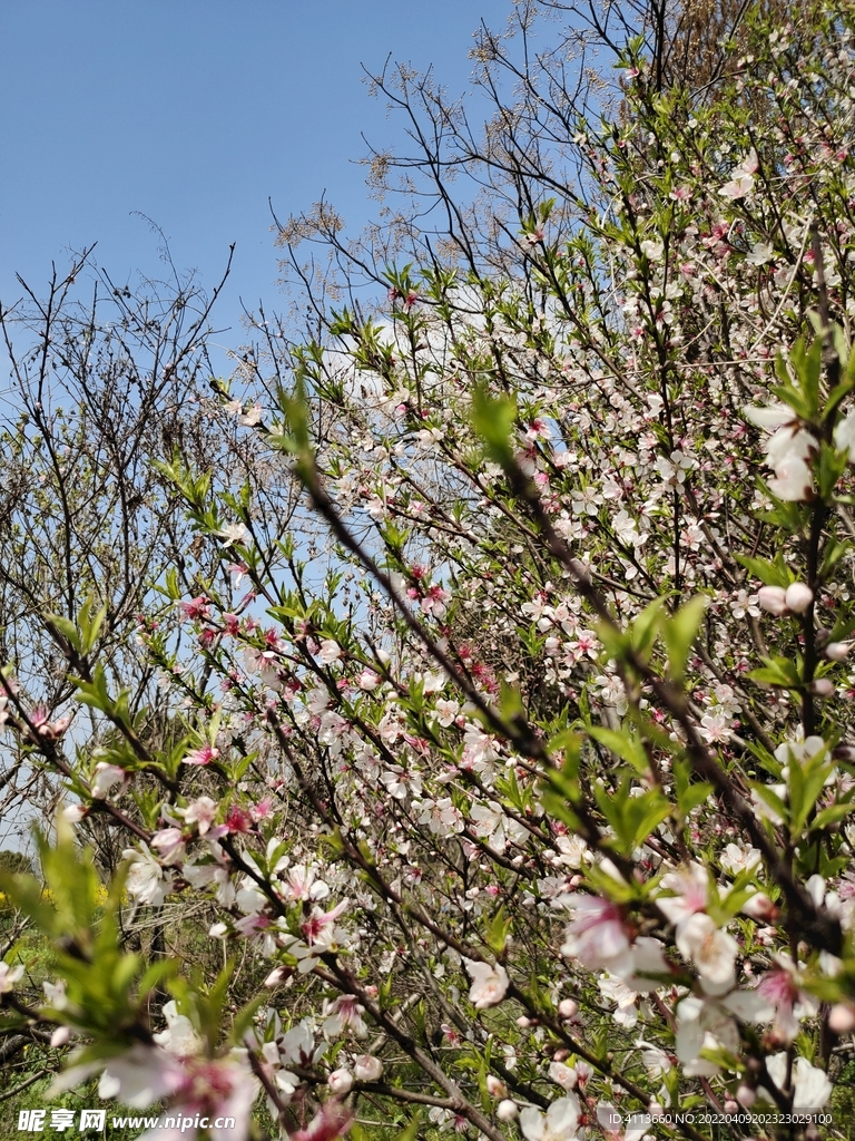 桃花树