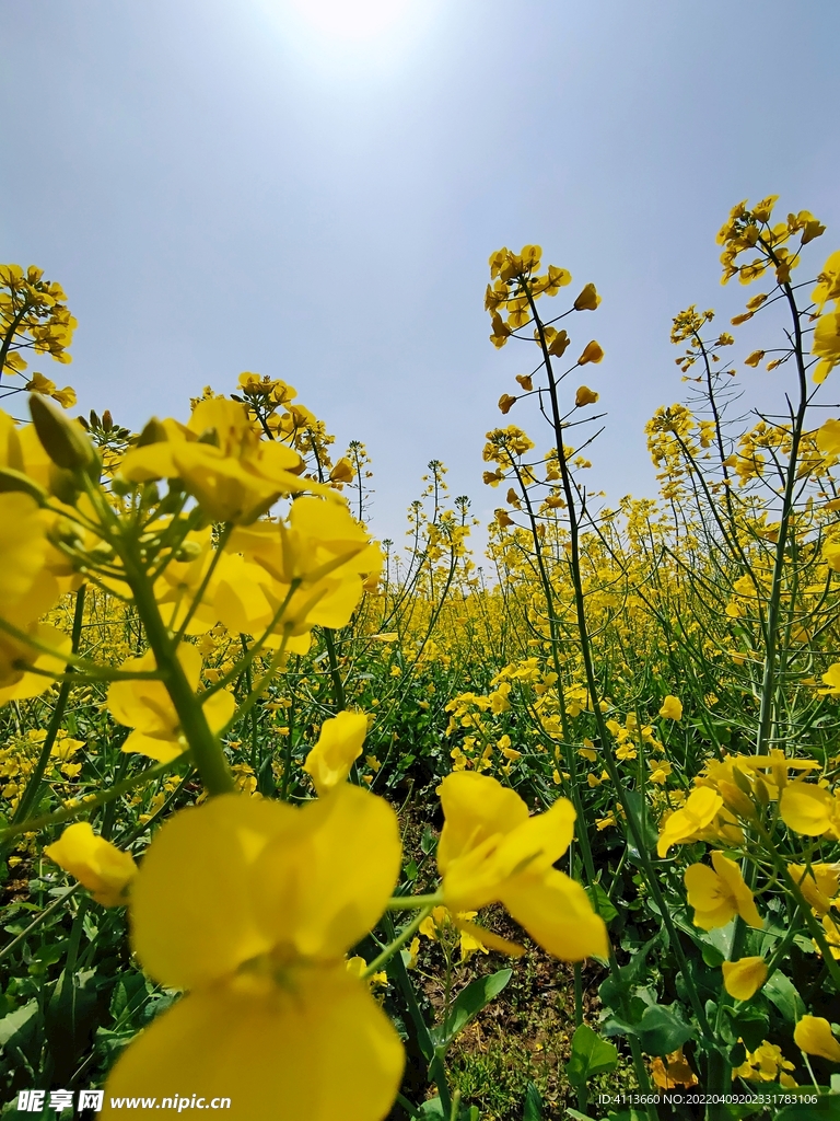 春天的油菜花田