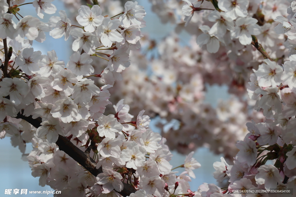 东京樱花