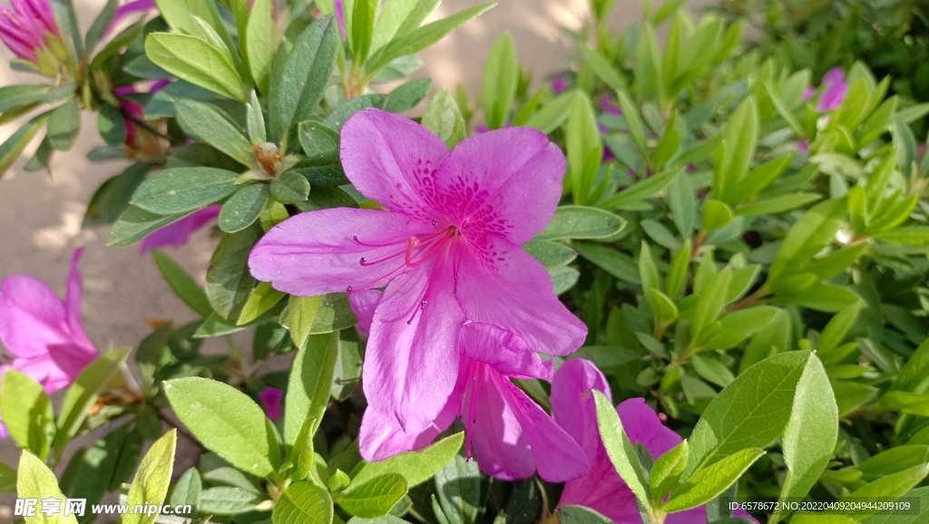 杜鹃花