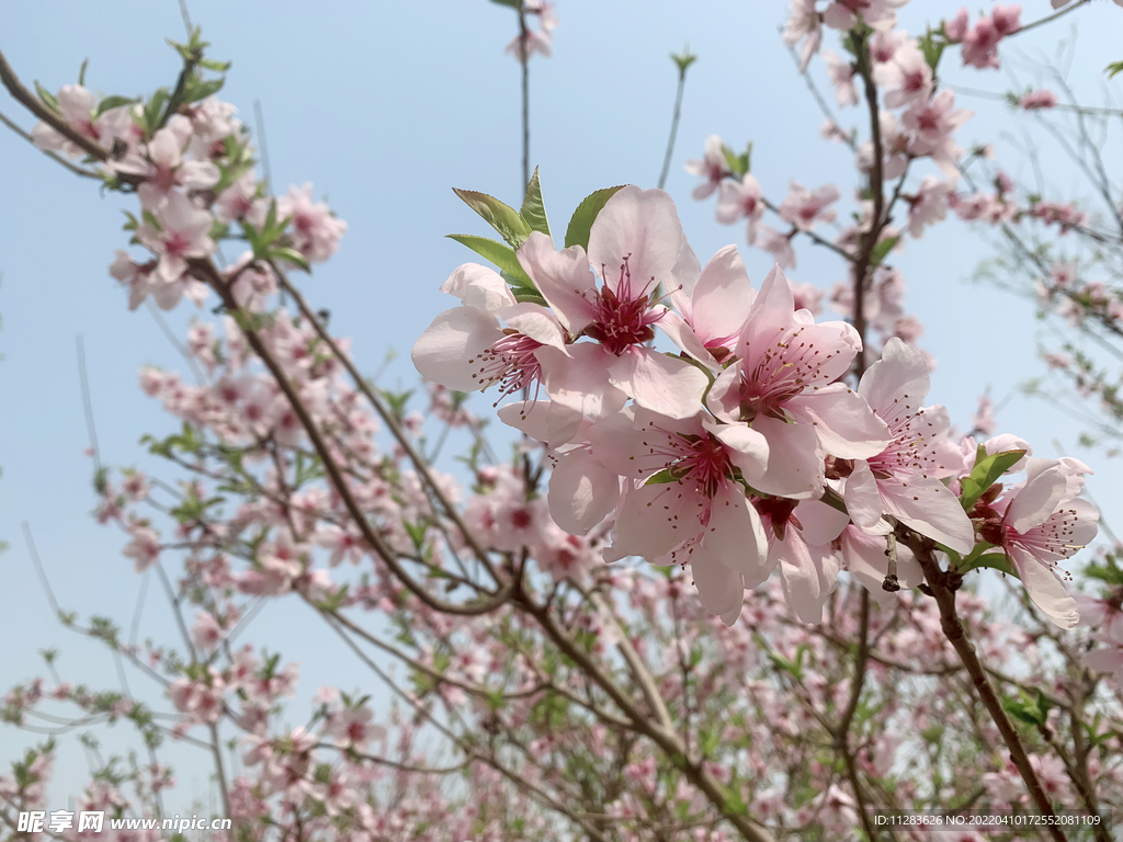 桃花特写摄影