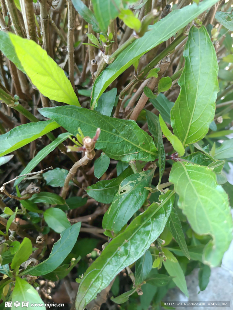 植物 