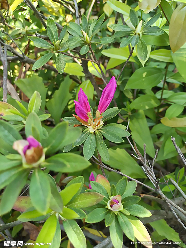 花蕊 花丛