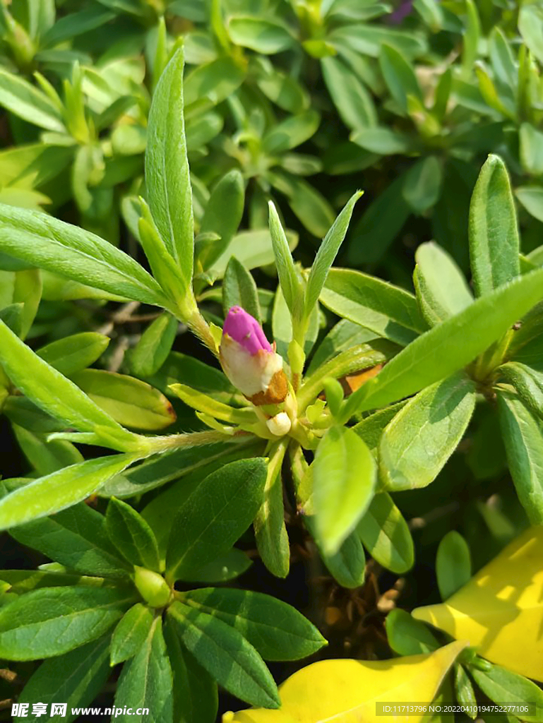 花蕊 植物