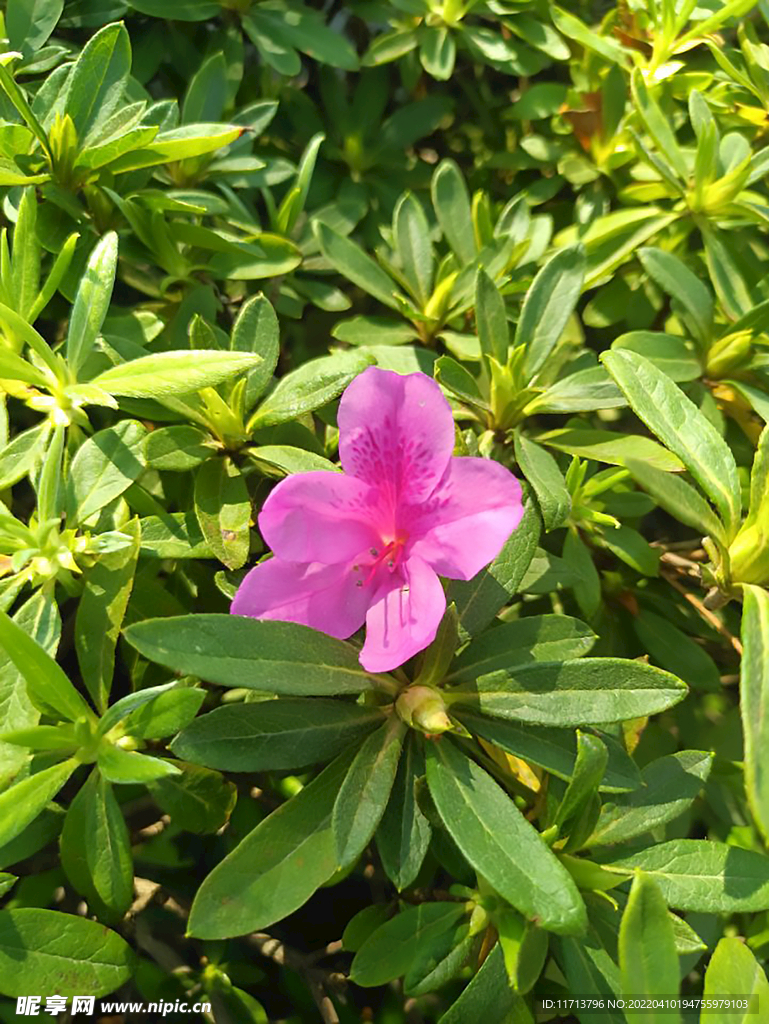 花朵 植物