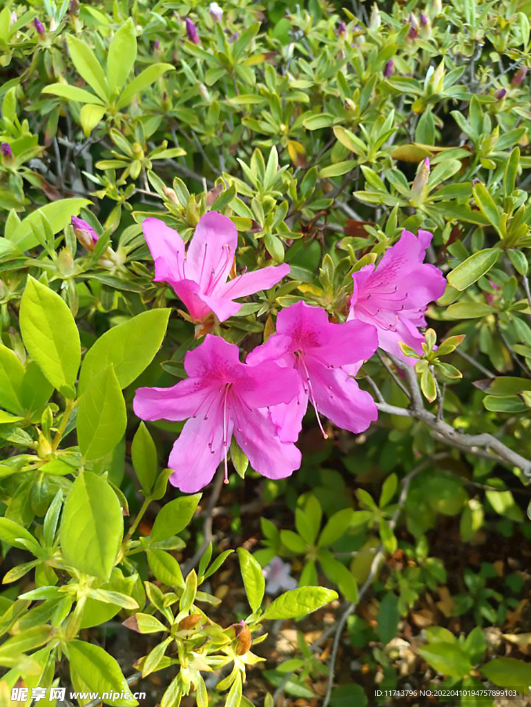 花朵 植物 