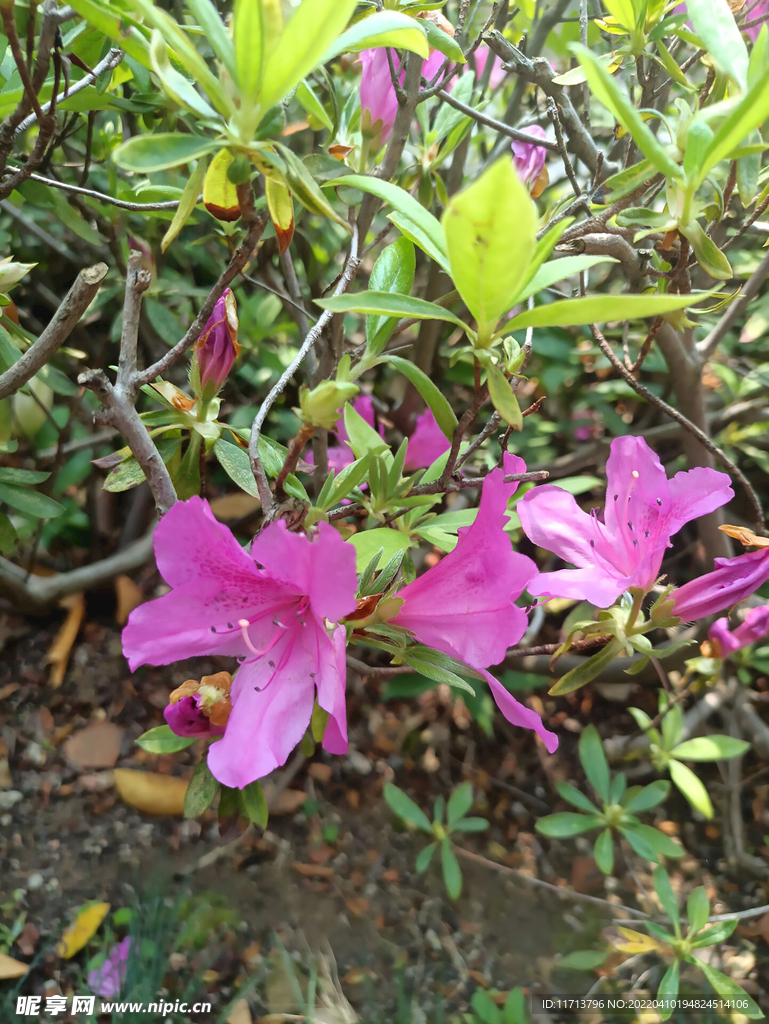 花朵 树叶