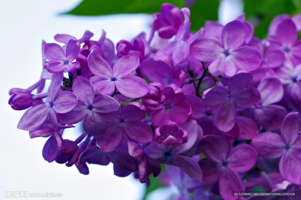 丁香花