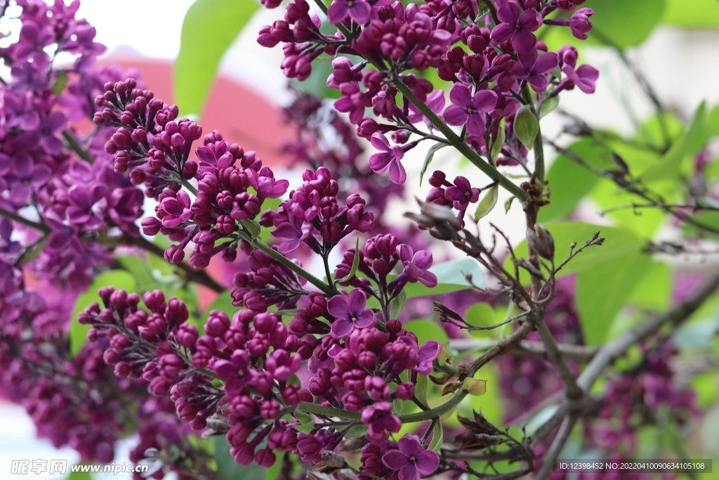 丁香花