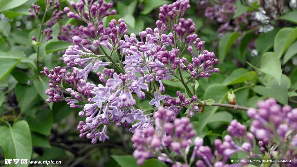 丁香花