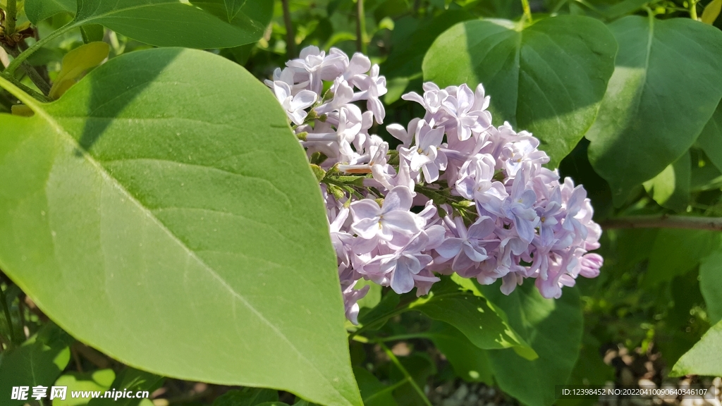 丁香花