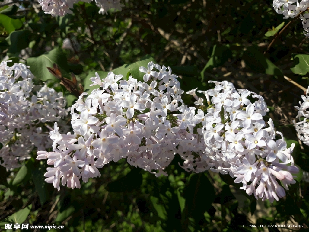 丁香花