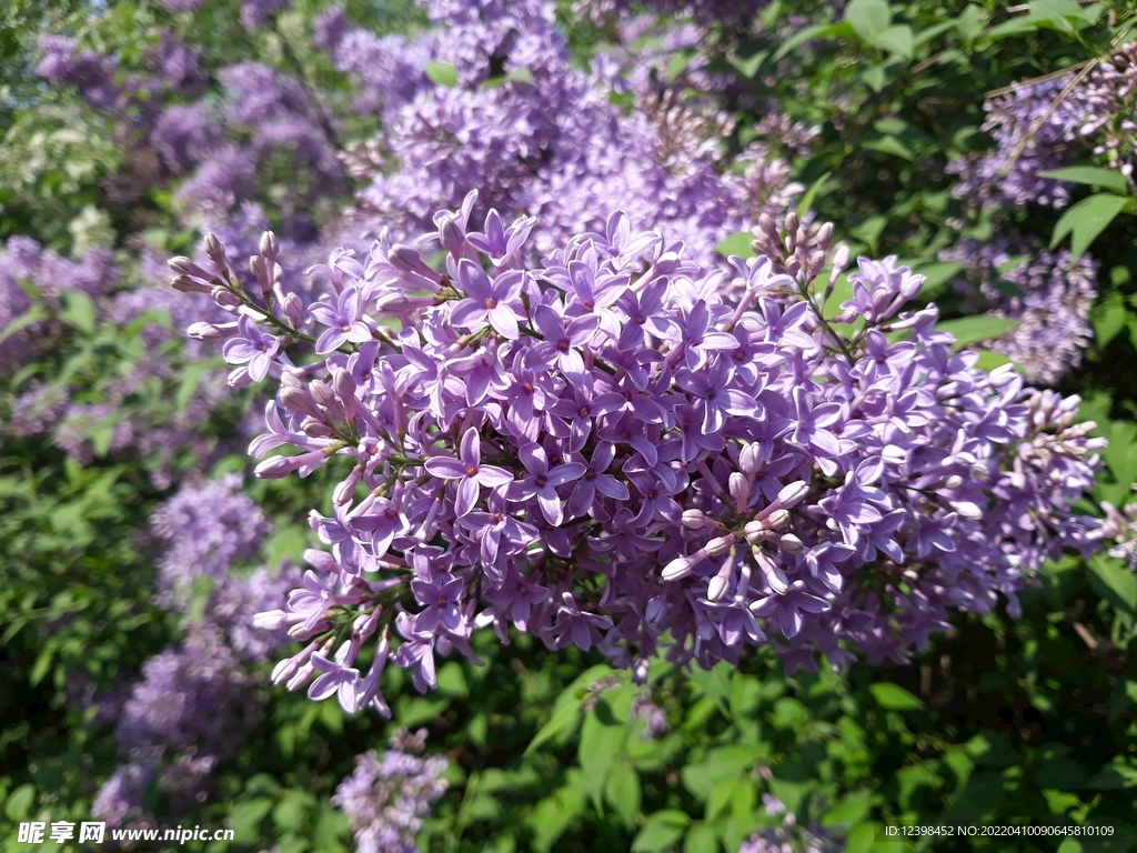 丁香花