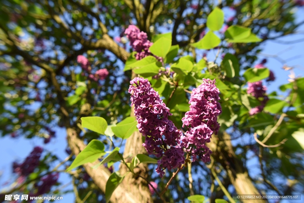 丁香花