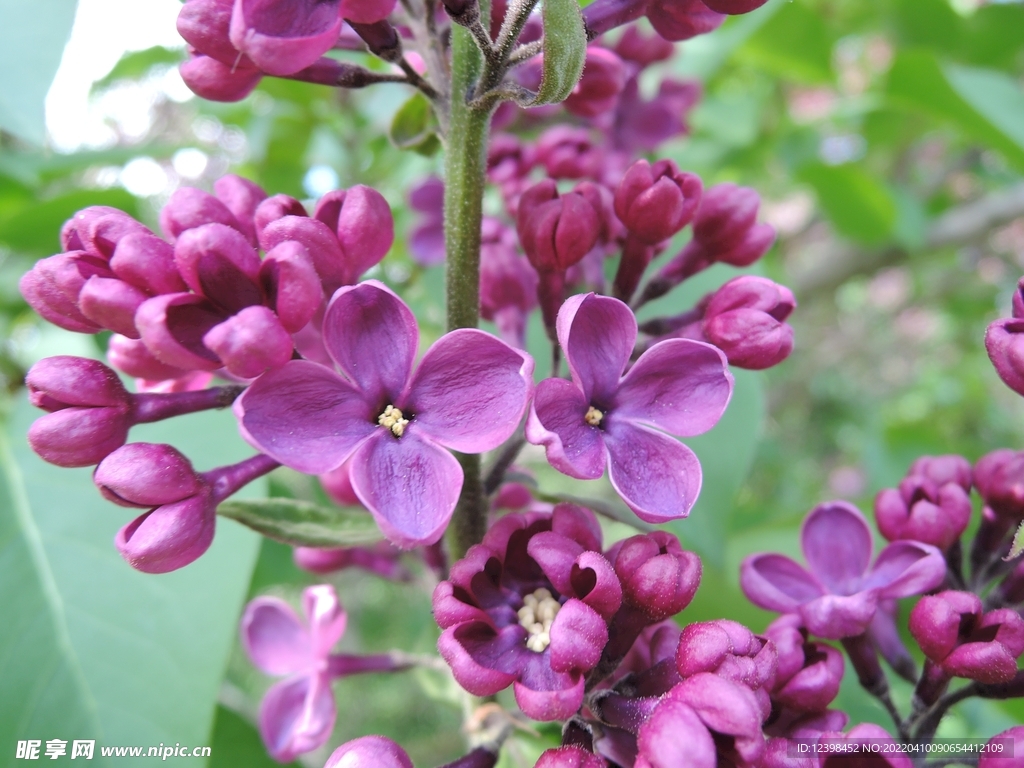 丁香花