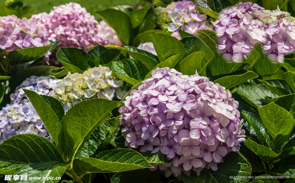 丁香花