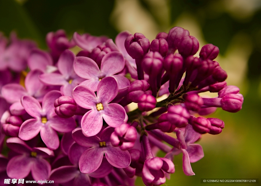 丁香花