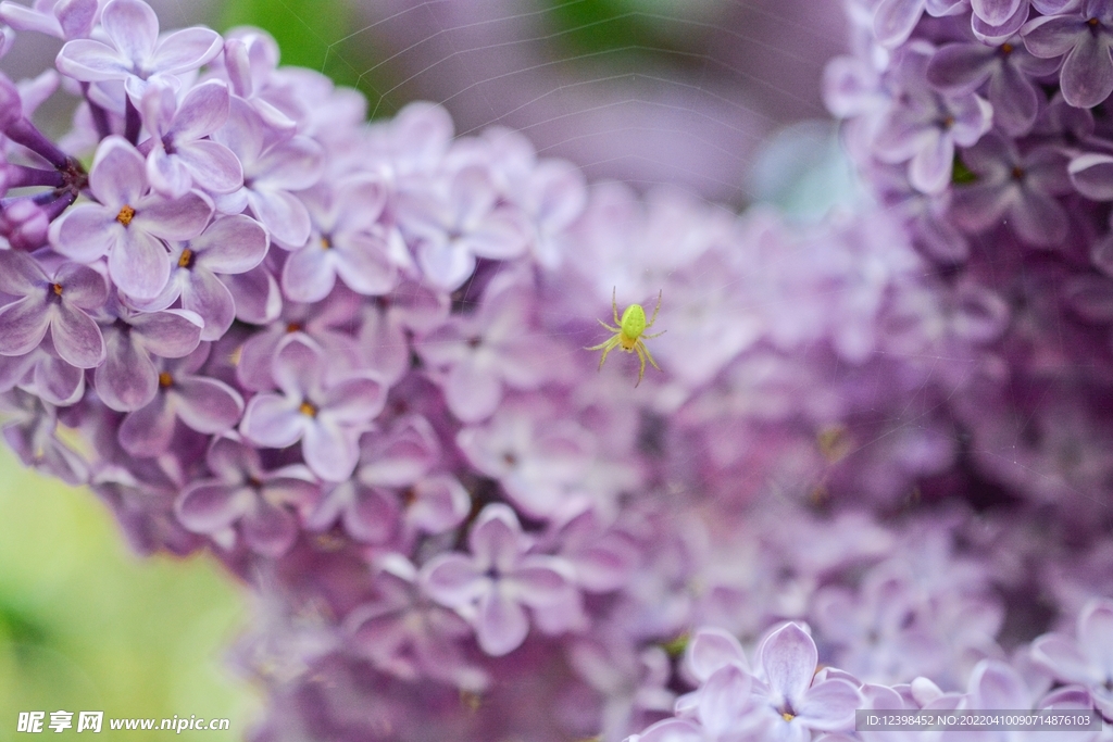 丁香花