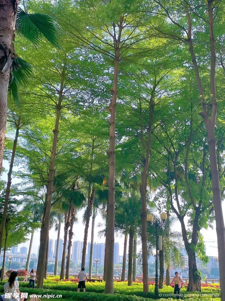 树林