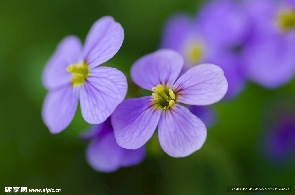 离子芥