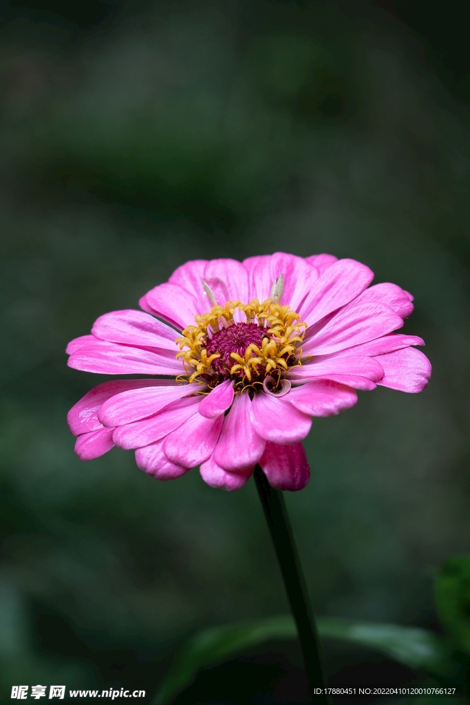 百日菊