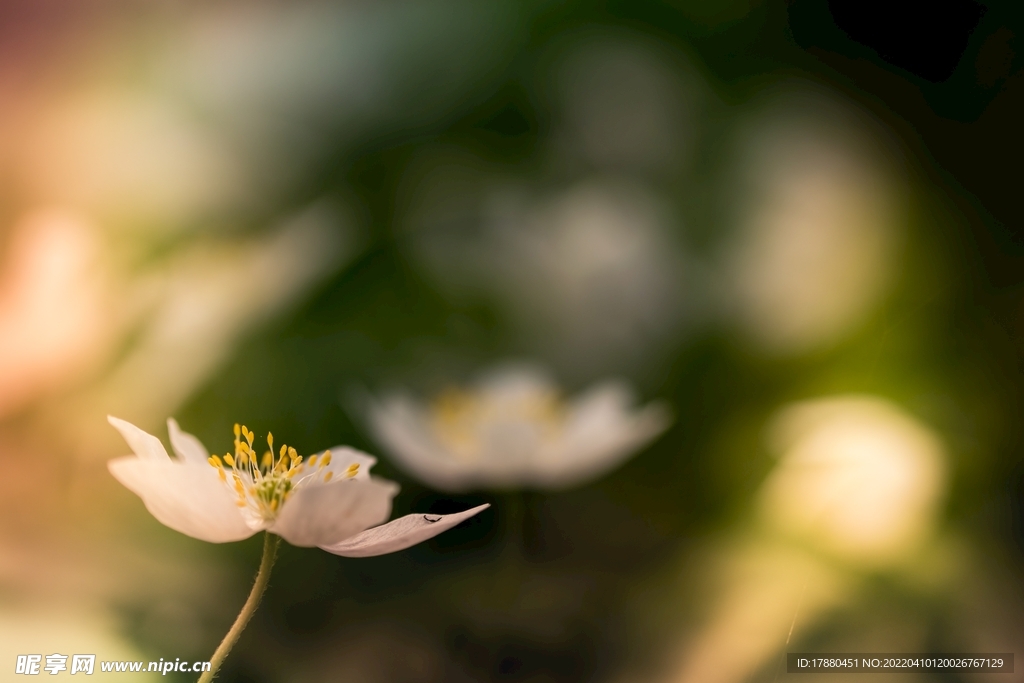 花卉