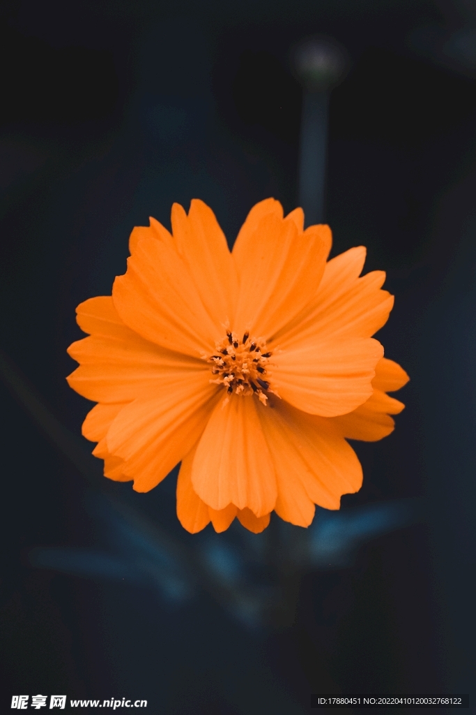金盏花