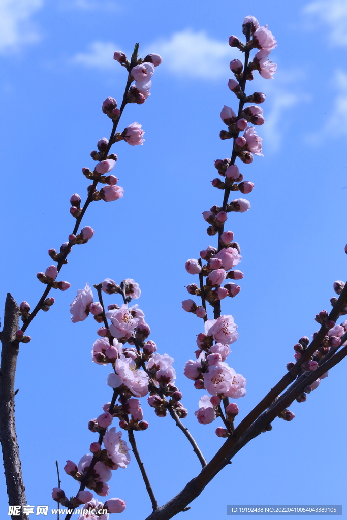 桃花 