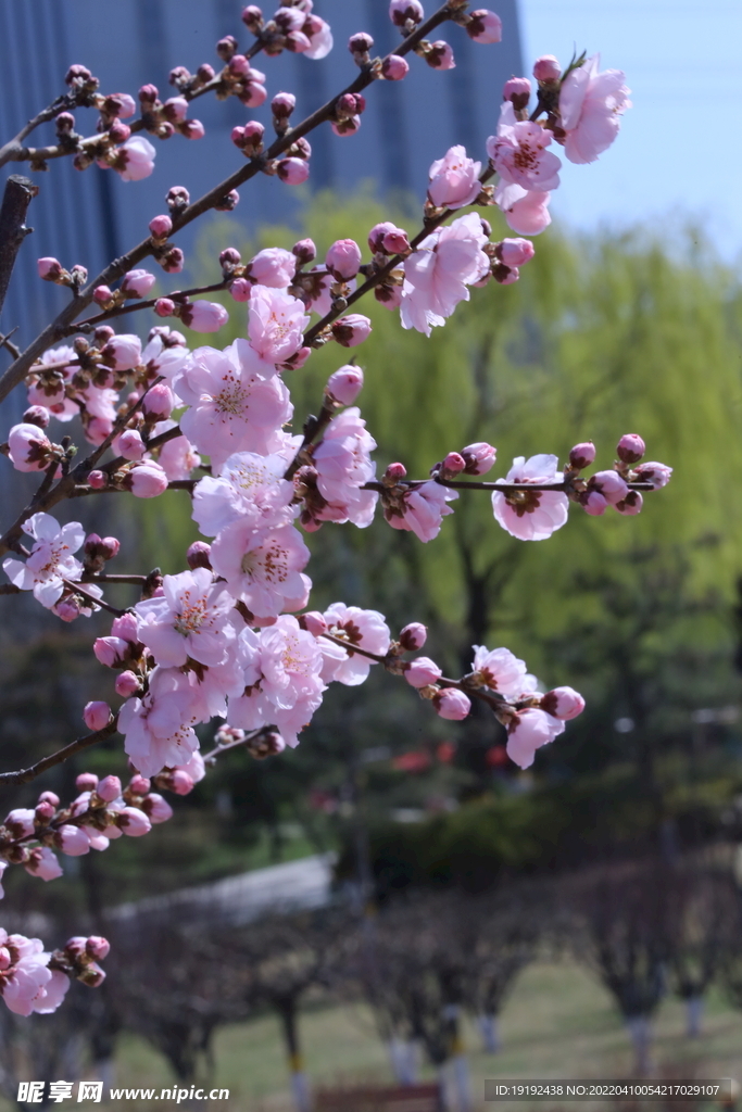 桃花 