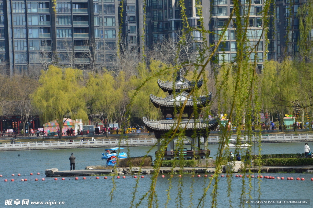 柳树风景