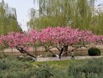 元大都遗址海棠花溪