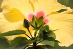 芙蓉花