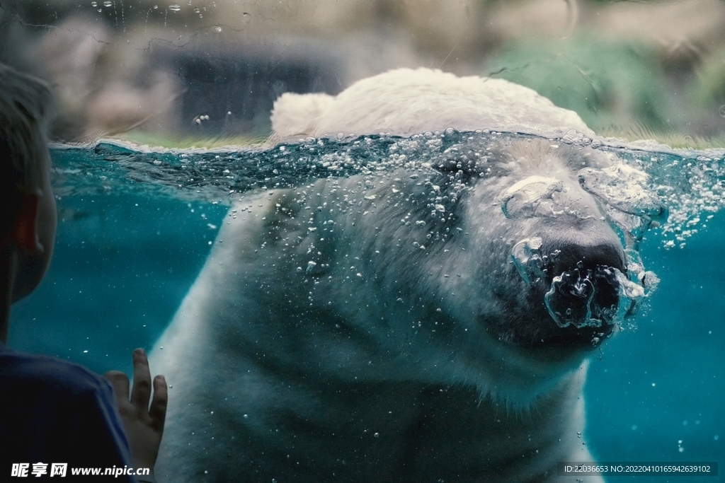 动物园北极熊