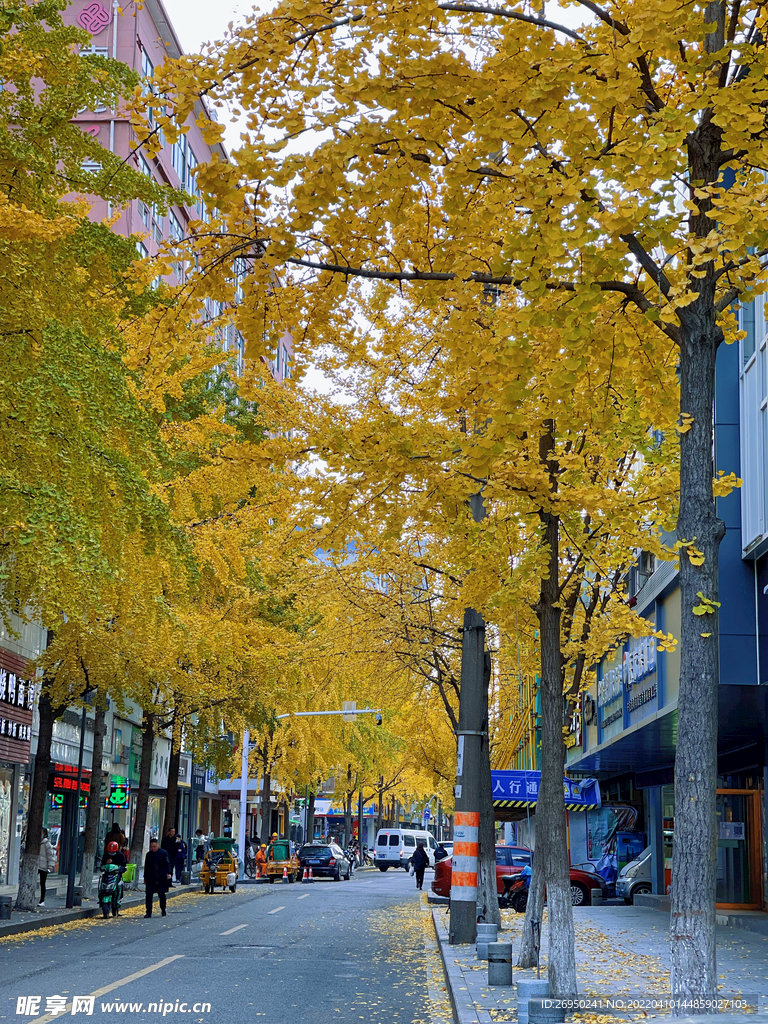 银杏树