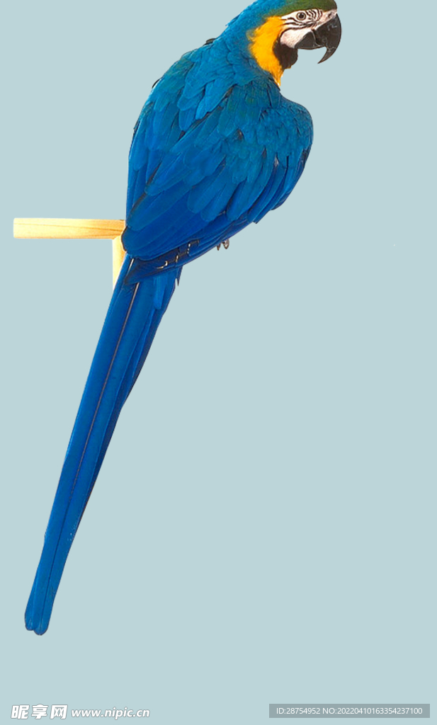 鹦鹉