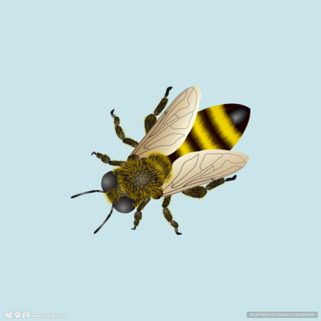 蜜蜂