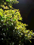 夜晚 植物树 叶 灯光