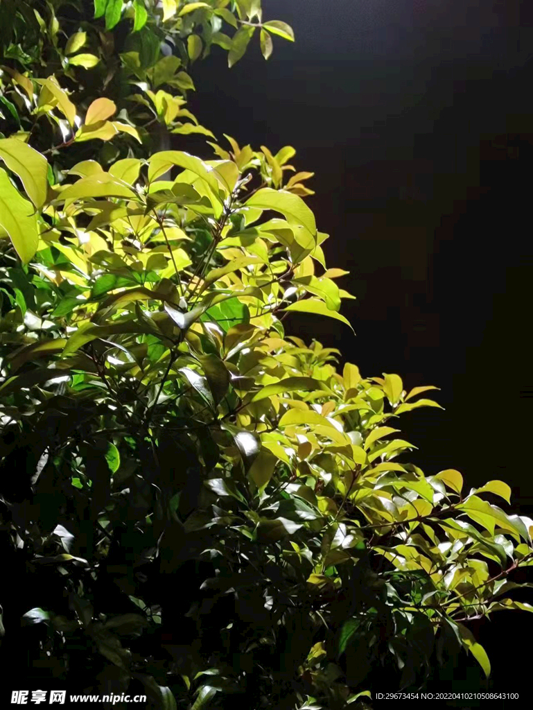 夜晚 植物树 叶 灯光