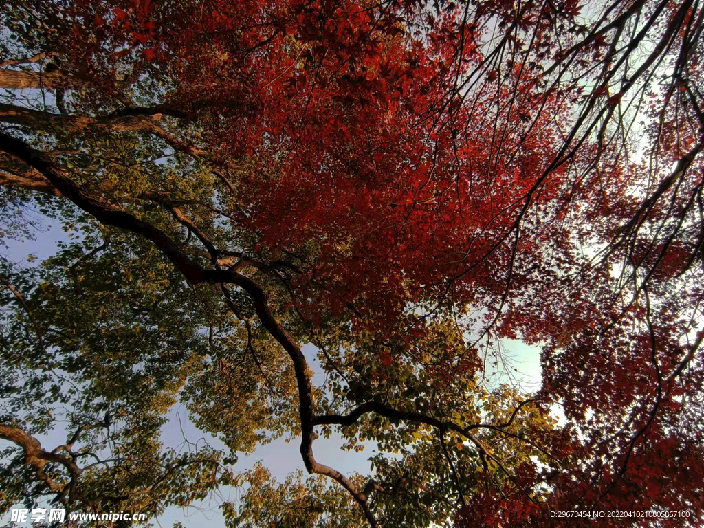 红色枫叶树木