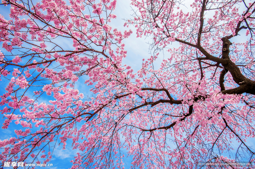 樱花