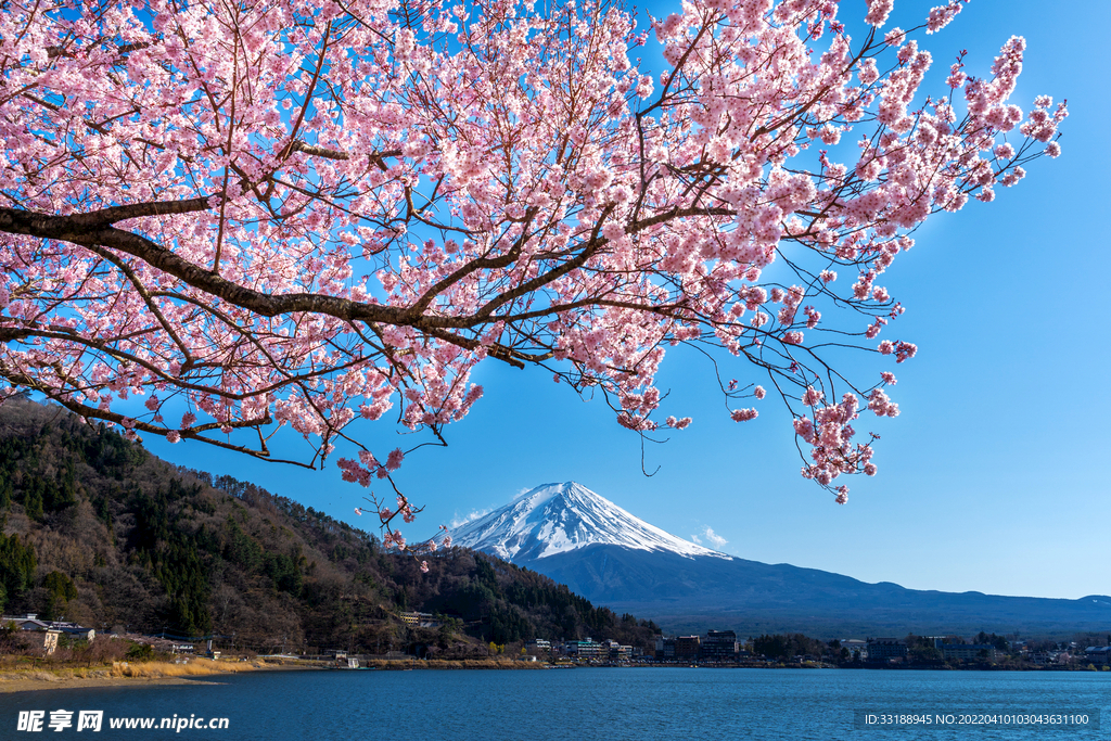 樱花