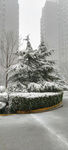 雪落松树