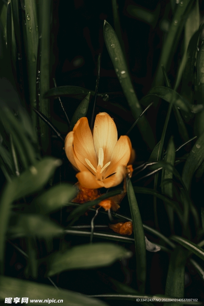 花