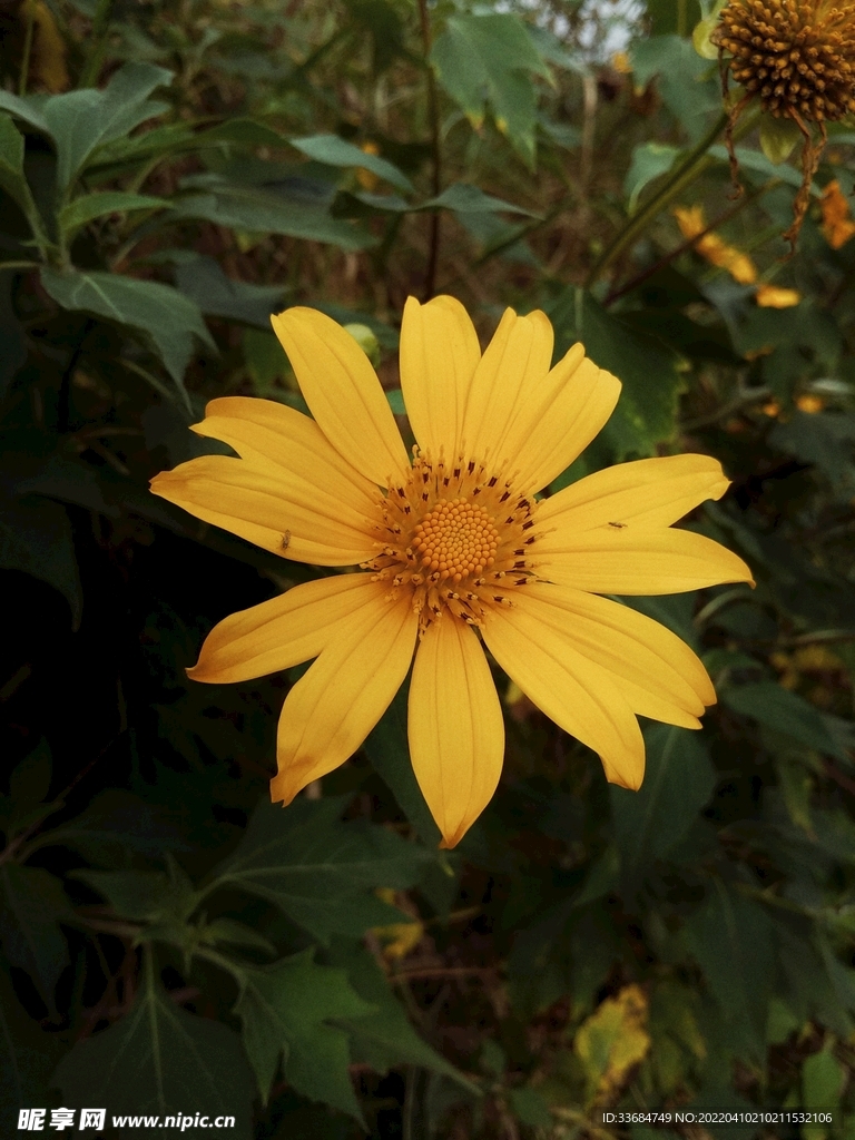 野菊花 小黄花