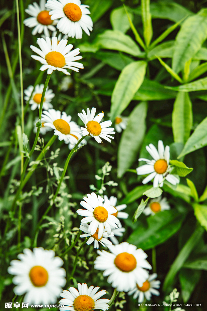 白色雏菊 小白花