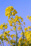 田园的油菜花