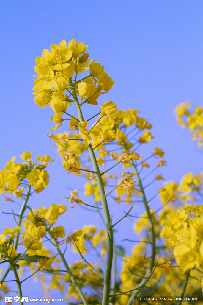 田园的油菜花